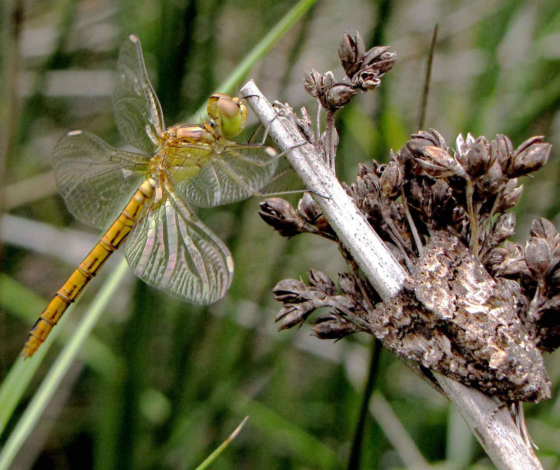 libellula da identificare